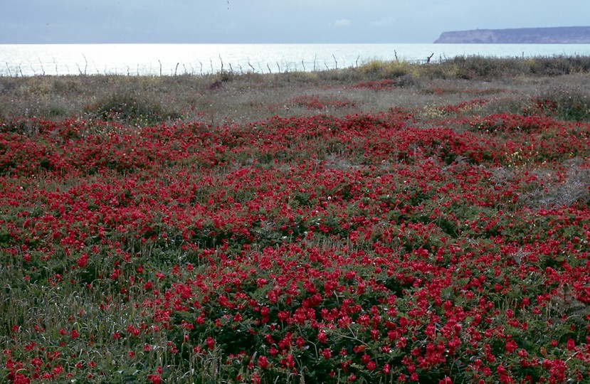 Hedysarum coronarium