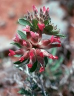 Anthyllis vulneraria ssp. rubrifolia