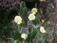 Lathyrus aphaca