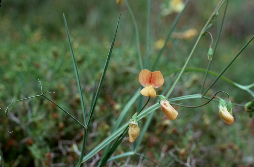 Lathyrus annuus