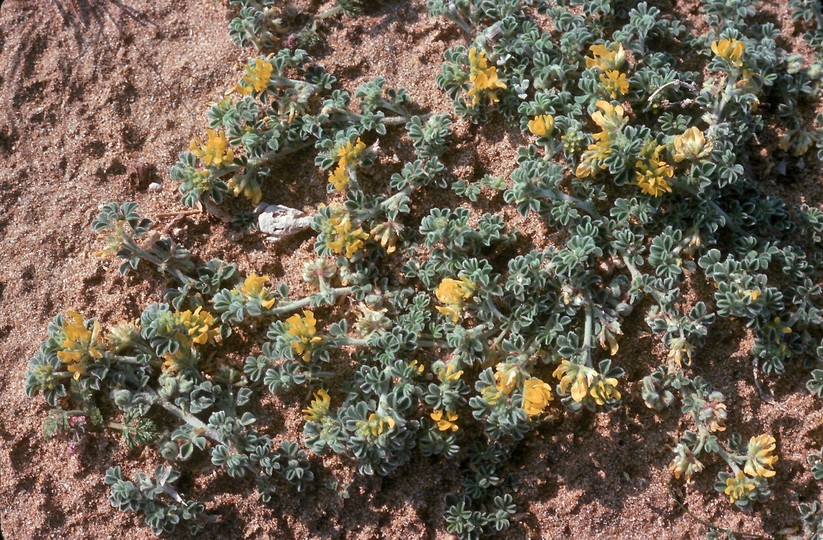 Medicago marina