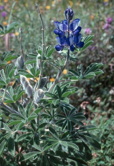 Lupinus albus ssp. graecus