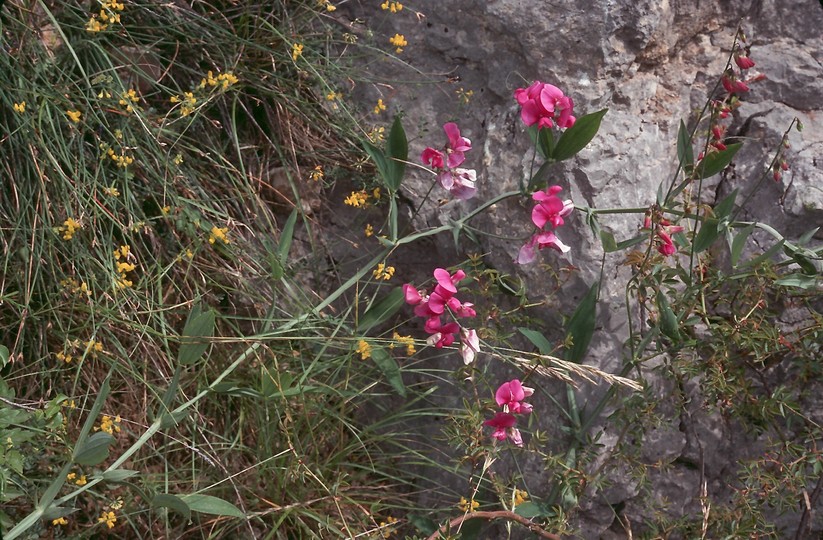 Lathyrus latifolius