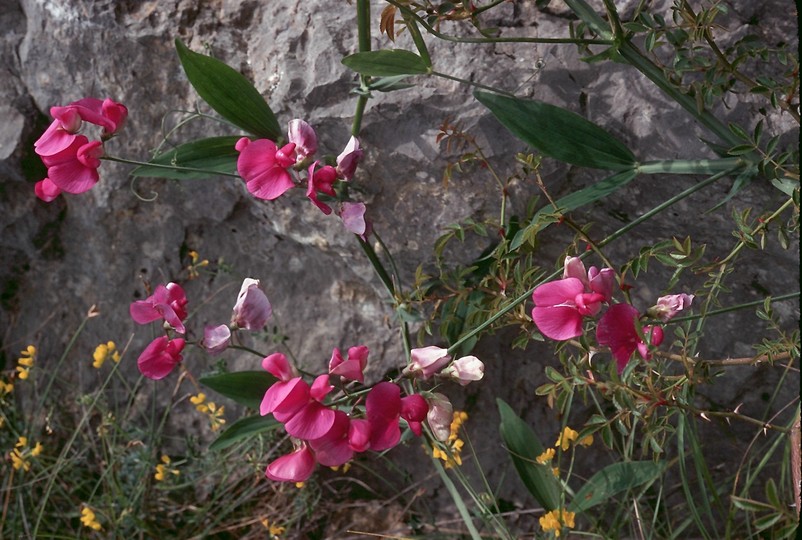 Lathyrus latifolius