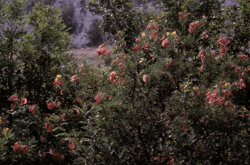 Colutea arborescens