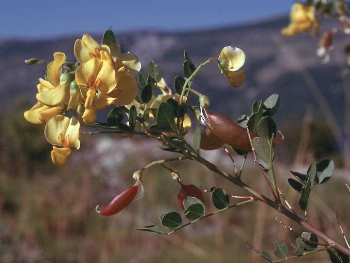 Colutea arborescens