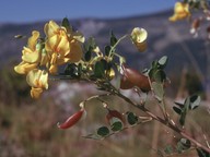 Colutea arborescens