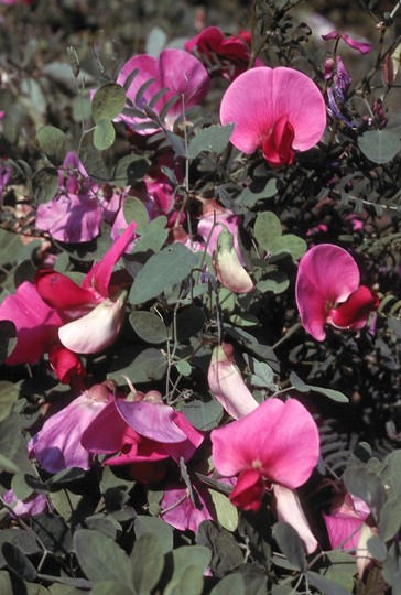 Lathyrus grandiflorus