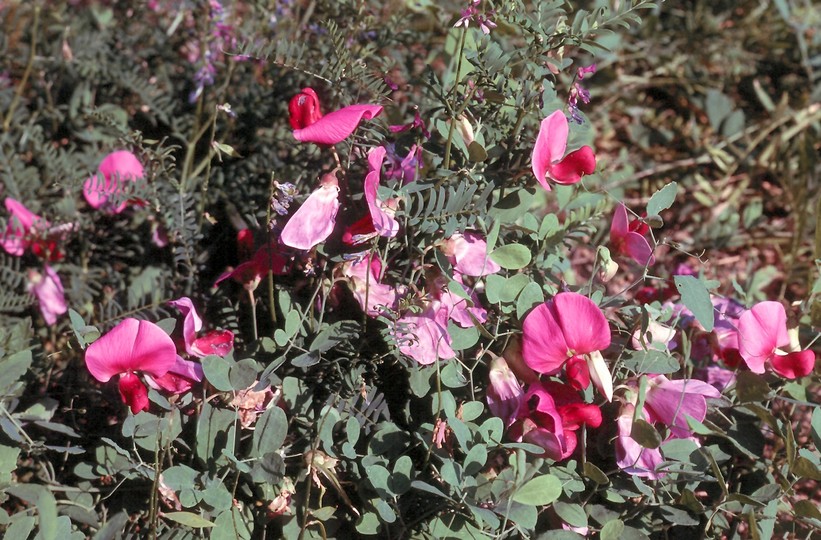 Lathyrus grandiflorus