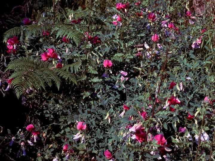 Lathyrus grandiflorus