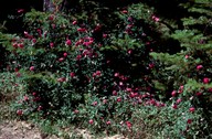 Lathyrus grandiflorus