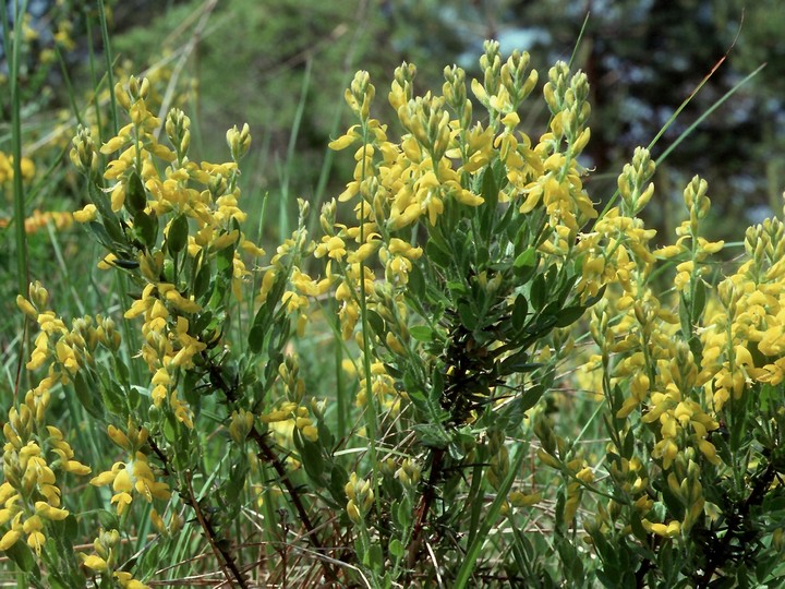 Genista tinctoria