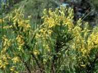 Genista tinctoria