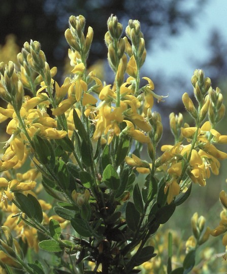 Genista tinctoria