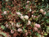 Trifolium tomentosum