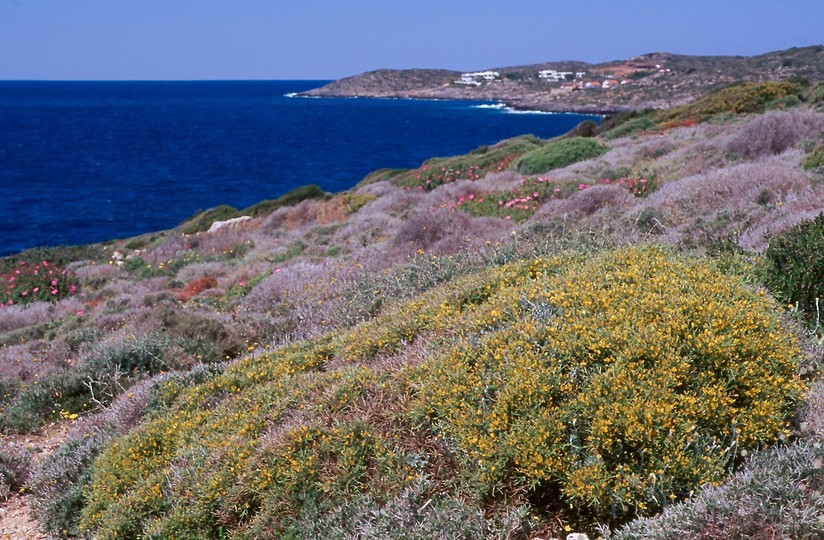 Genista acanthoclada