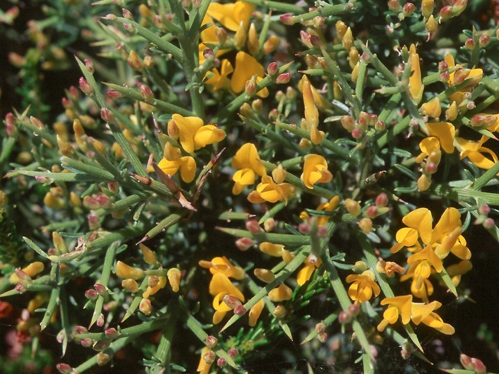 Genista acanthoclada