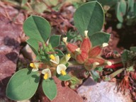 Physanthyllis tetraphylla