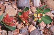 Physanthyllis tetraphylla