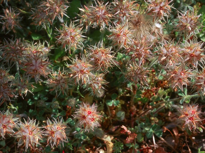 Trifolium stellatum