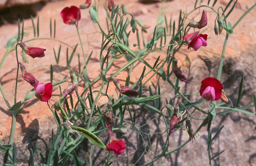 Lathyrus clymenum