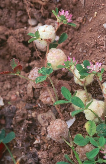 Trifolium tomentosum