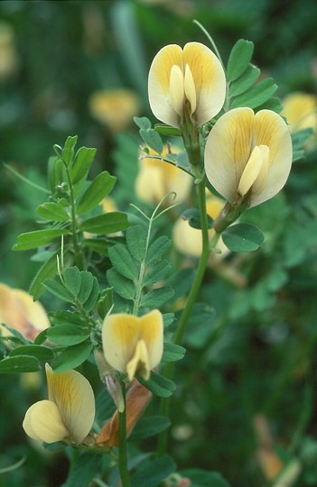 Vicia hybrida