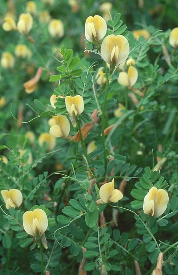 Vicia hybrida