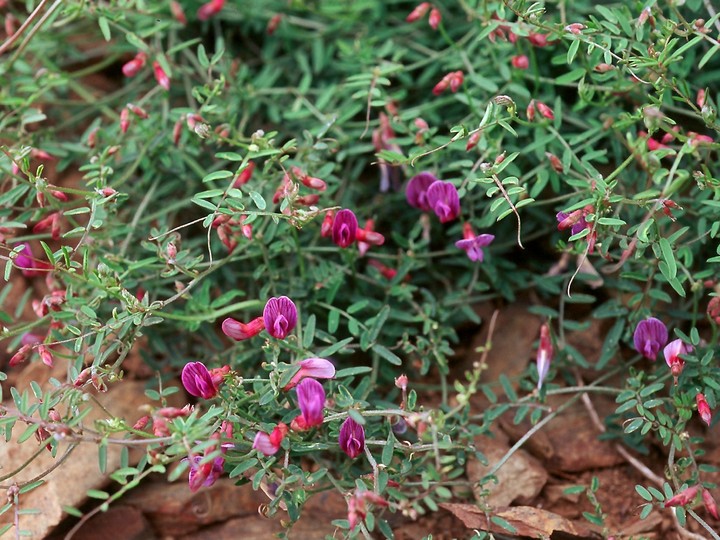 Vicia pubescens