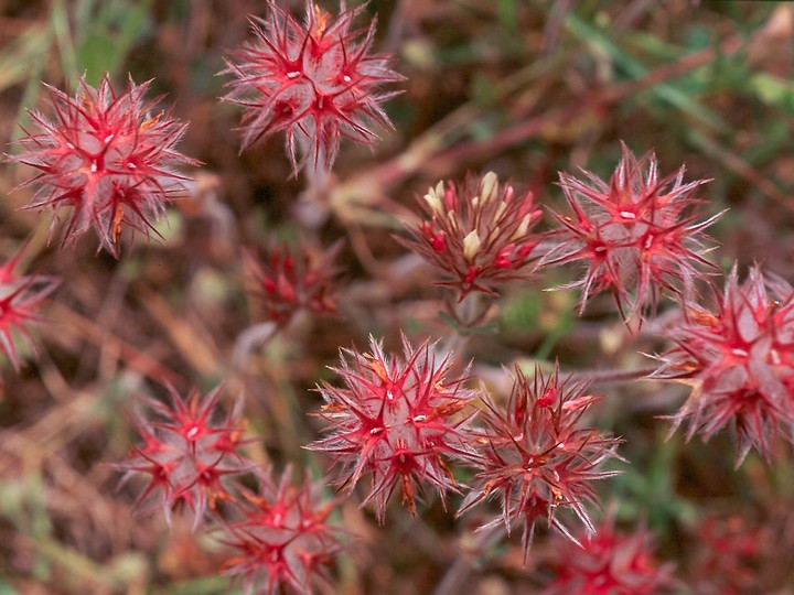 Trifolium stellatum