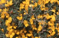 Genista acanthoclada