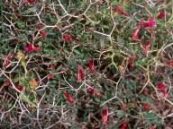 Vicia pubescens