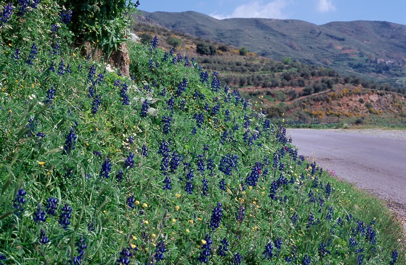 Lupinus albus ssp. graecus