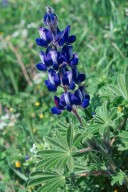 Lupinus albus ssp. graecus