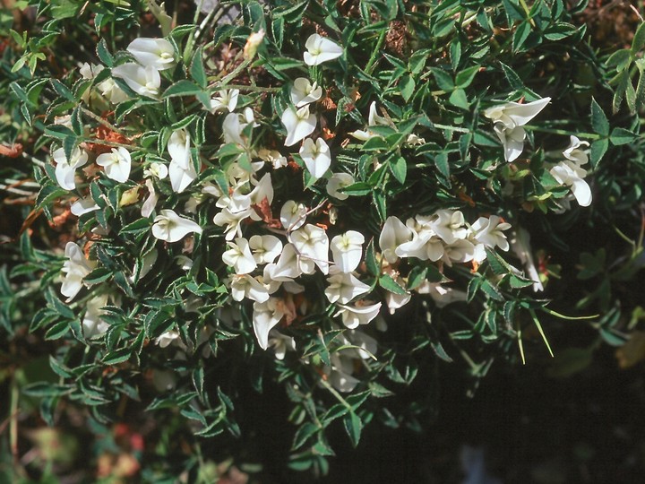 Trifolium uniflorum