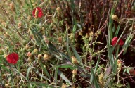 Lathyrus setifolius