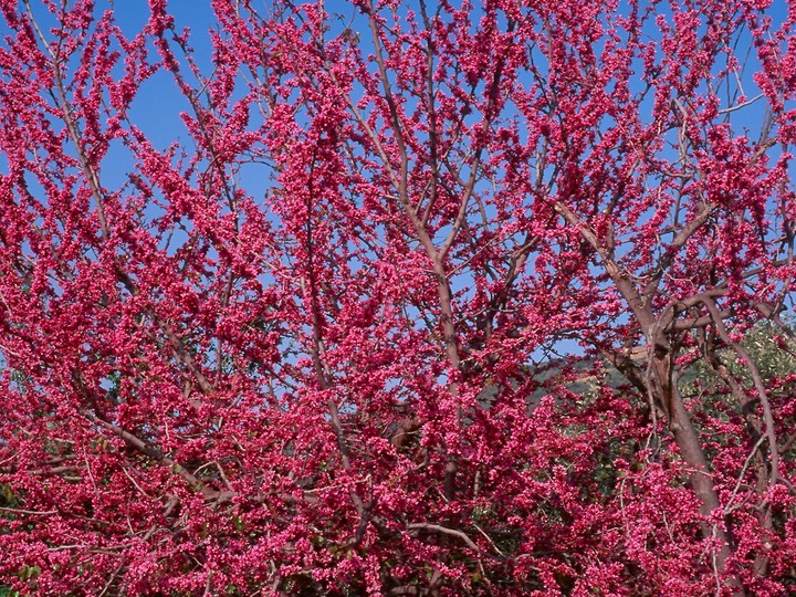 Cercis siliquastrum