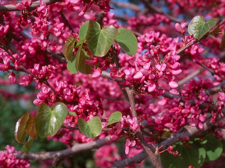 Cercis siliquastrum