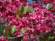 Cercis siliquastrum