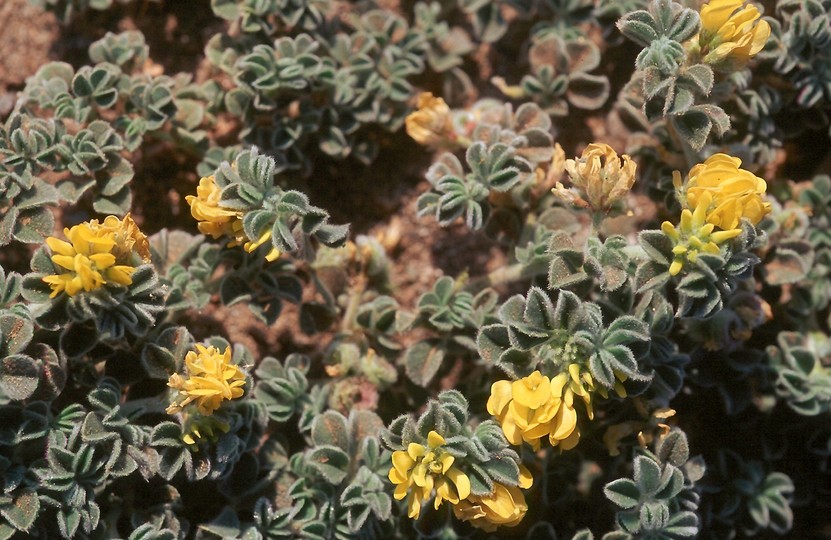 Medicago marina