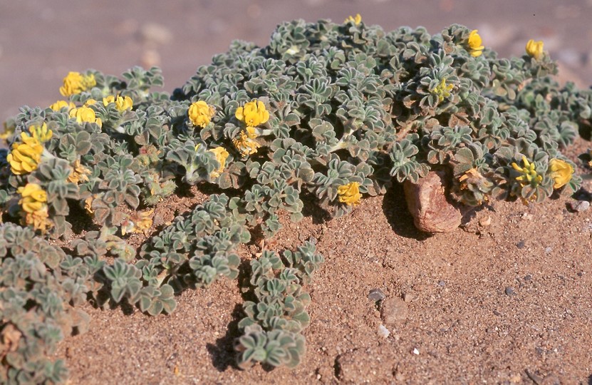 Medicago marina