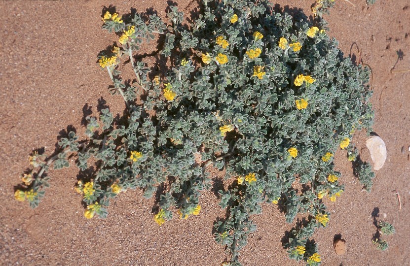 Medicago marina