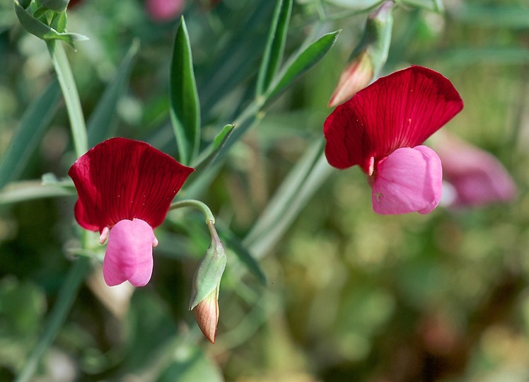 Lathyrus clymenum