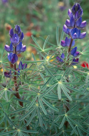 Lupinus angustifolius