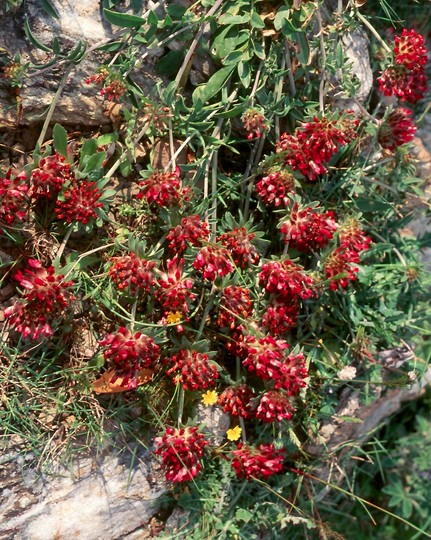 Anthyllis vulneraria ssp. rubrifolia