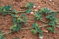 Medicago littoralis