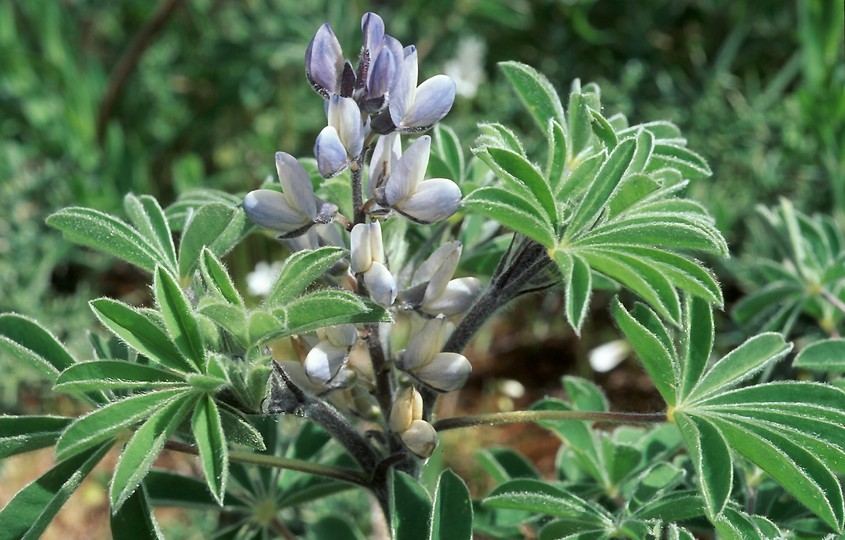 Lupinus albus