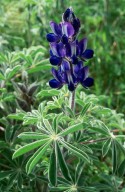 Lupinus pilosus