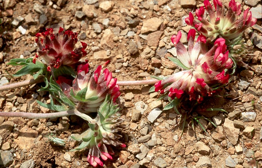 Anthyllis vulneraria ssp. rubrifolia