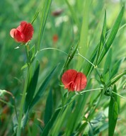 Lathyrus cicera